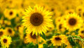 Sunflower Seeds සූරියකාන්ත බීජ 3g for Home Gardening. 