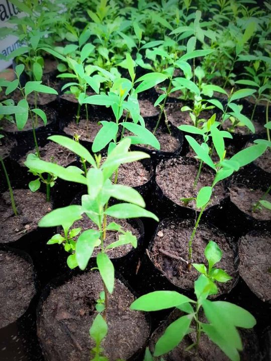 Sudu Handun plant ( සුදු හඳුන් පැල )