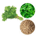 Coriander Seeds Koththamalli Gardening Agriculture Home plant seed. 