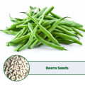 Beens Seeds 3g - High Quality Premium Seeds. 