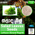 Salad Leaves Seeds Lettuce Gardening Agriculture Home seed Vegetable 90% Germination. 