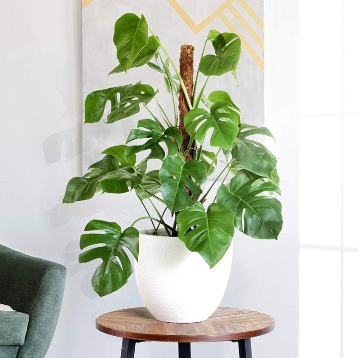 Monstera Lechleriana Variegated main image 1