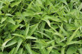 Thai Water Spinach Seeds Kang Kong Beeja කංකුං බීජ 100g. 