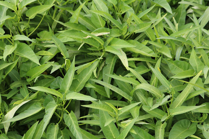 Thai%20Water%20Spinach%20Seeds%20Kang%20Kong%20Beeja%20%E0%B6%9A%E0%B6%82%E0%B6%9A%E0%B7%94%E0%B6%82%20%E0%B6%B6%E0%B7%93%E0%B6%A2%20100g%20-%20Image%207
