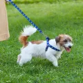 PAW PRINT SMALL DOG HARNESS. 