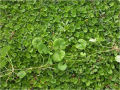 Centella asiatica Plants,Gotukola Plants. 