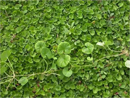 Centella%20asiatica%20Plants,Gotukola%20Plants%20-%20Image%203
