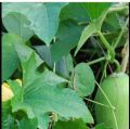 Puhul Seeds For Home Garden. 