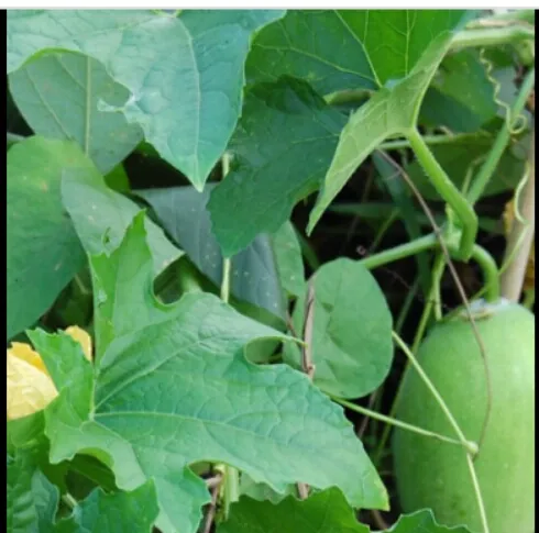 Puhul%20Seeds%20For%20Home%20Garden%20-%20Image%207