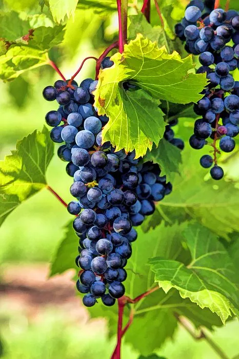 fruit%20plant/fruits/midi%20plant%20-%20Image%203
