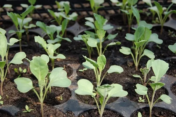 Cabbage%20seeds%20Gedi%20gowa%20beeja%20home%20garden%20vegetable%20seed%20-%20Image%205