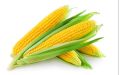 Bada Iringu/Corn Seeds For Home Garden. 