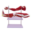 Model of Human Muscle Structure Lower Limb Leg Limb Muscle Upper Limbs Lower Limbs Leg Muscles B. 