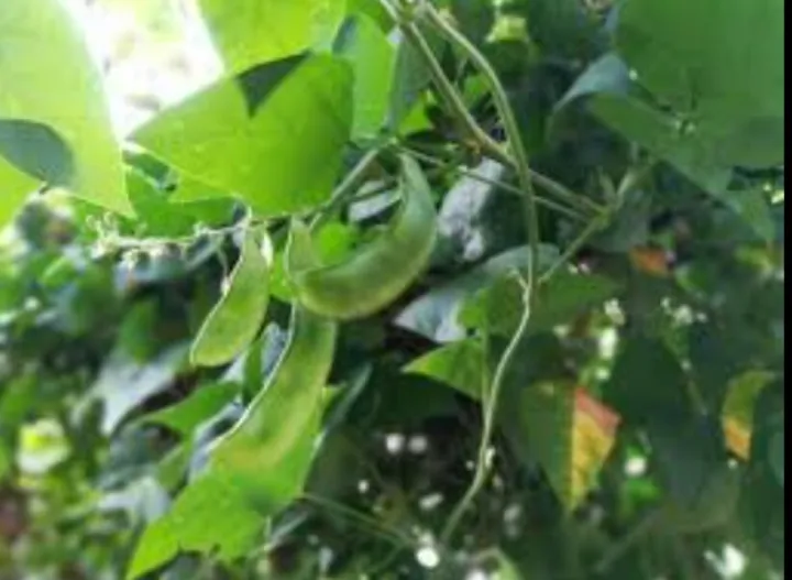 Halmasso%20Dambala%20/%20Pothu%20Dambala%20Seeds%20-%20Image%205