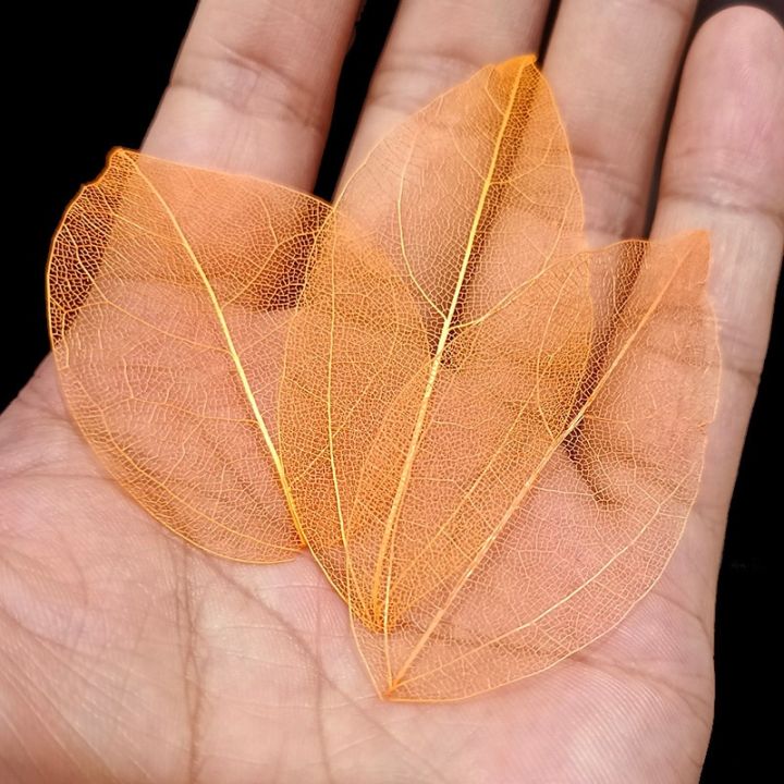 40pcs%20/Bag%20Multi-Color%20Natural%20Skeleton%20Leaf%20Dry%20Leaves%20Scrapbooking%20DIY%20Material%20Natural%20Magnolia%20Leaf%20Vein%20Student%20bookmark%20-%20Image%205