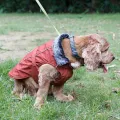 Cozy Waterproof Windproof Dog Vest Winter Coat - Fleece Lined Reflective Dog War M Cloting Cold Weather Dog Jacket for Small Dogs. 