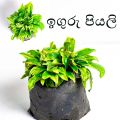 Iguru piyali ඉගුරු පියලි medical plant. 