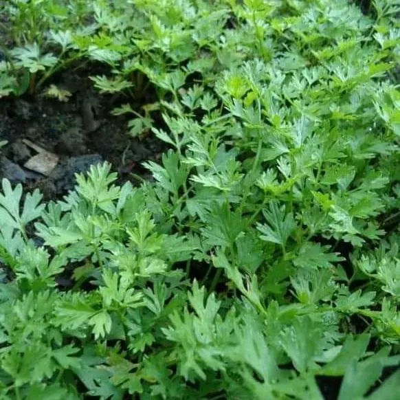 Asamodagam%20Seeds%20Trachyspermum%20roxburghianum%20%E0%B6%85%E0%B7%83%E0%B6%B8%E0%B7%9D%E0%B6%AF%E0%B6%9C%E0%B6%B8%E0%B7%8A%20%E0%B6%B6%E0%B7%93%E0%B6%A2%201g%20-%20Image%205