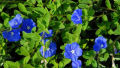 Vishnukanthi flower plant. 