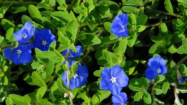 Vishnukanthi%20flower%20plant%20-%20Image%204