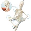 Mini Human Skeleton Model. 