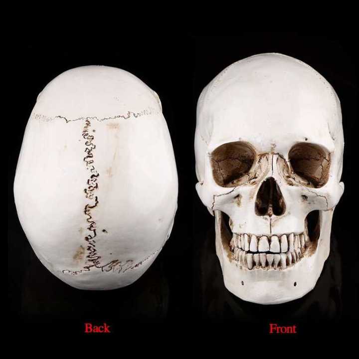 Life%20Size%201:1%20Resin%20Human%20Skull%20Model%20Anatomical%20Medical%20Teaching%20Skeleton%20Head%20-%20Image%205