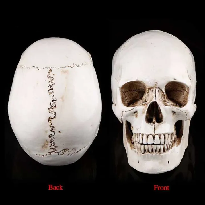 Life%20Size%201:1%20Resin%20Human%20Skull%20Model%20Anatomical%20Medical%20Teaching%20Skeleton%20Head%20-%20Image%205