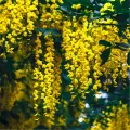 Provence Wisteria Flower Seed Climbing Vine Tree Four Seasons Garden Balcony Climbing Potted Plant Flower Seed. 