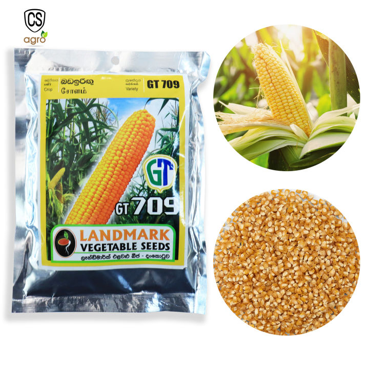 Corn%20GT709%20Seeds%20BadaIrugu%20Beeja%2025g%20Home%20Gardening%20Agriculture%20-%20Image%203
