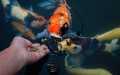 Aquarium Fish Food High Protein 100g. 