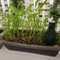 Water Spinach Thai KangKong Bamboo leaf Seeds  කංකුං බීජ 10g. 