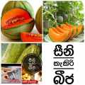 Seeni kekiri (piti kekiri) for juice macking home garden. 