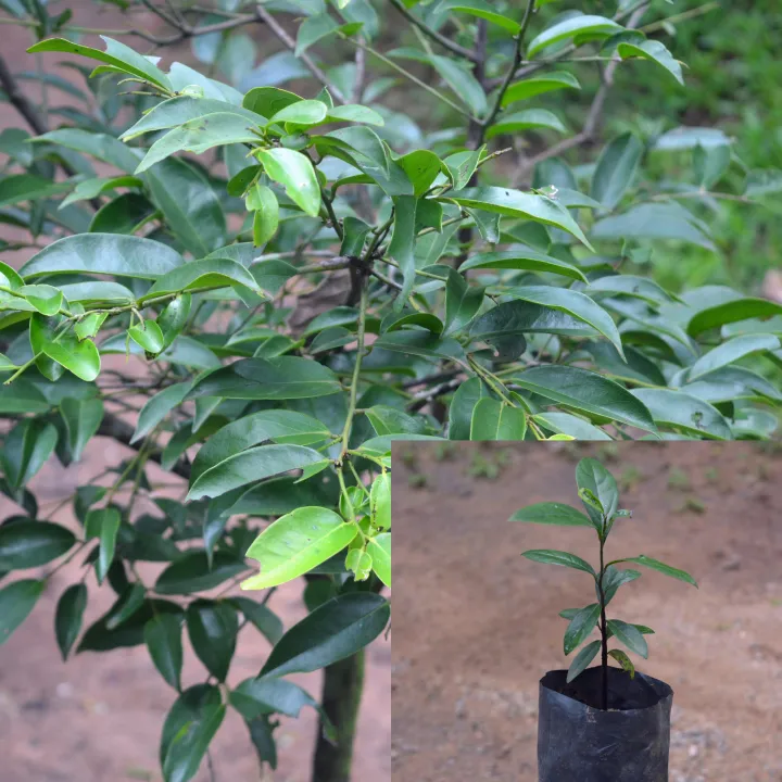 Kaluwara%20plant.%20(Ceylon%20ebony%20)-rare%20plants%20-%20Image%204