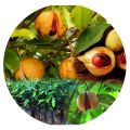 Healthy and Organic Nutmeg Seed Plants for Sale - Buy Now. 
