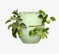Oriflam_e Tender Care Green Apple Multi-purpose Balm. 