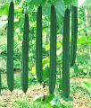 Hybrid F1 Luffa Seeds Long Wetakolu Beeja Plant seed Home Garden. 