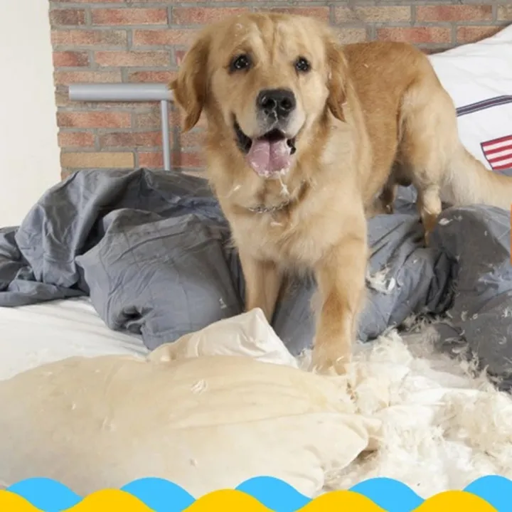 Small%20Rubber%20Lobster%20Shaped%20Dog%20Toy%20Molar%20Bite%20Resistant%20Chew%20Scorpio%20Toy%20for%20Small%20Pet%20Puppy%20Outdoor%20Training%20Pet%20Supplies%20Toys%20-%20Image%209