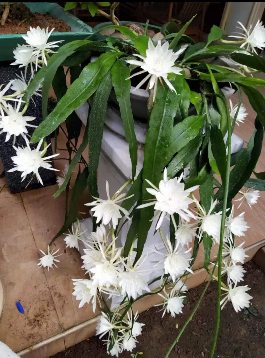 kadupul%20plant%20Thailand%20kadupul%20-%20Image%202