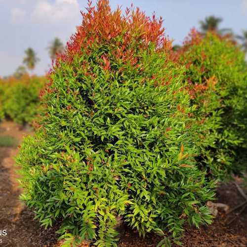 Eugenia%20Plant%20-%20Image%202