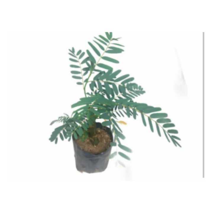Hummingbird Tree [Kathurumurunga] Plants,Natural Plants,Herbs Plants ...