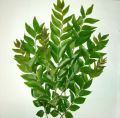 Karapincha Plant. 