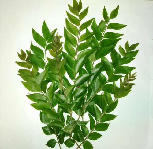 Karapincha%20Plant%20-%20Image%202