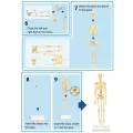 Skeleton Model Practical Ability Smooth Plastic Biological  Science Learning Kit for Kids. 