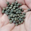 F1 Hybrid Okra Jeewani Seeds 10g Bandakka Beeja බණ්ඩක්කා බීජ Home Gardening Agriculture. 