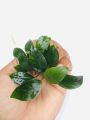 Anubias Nana/Medium size/Live aquatic plant/real plant/Aquascaping/Tank decoration. 