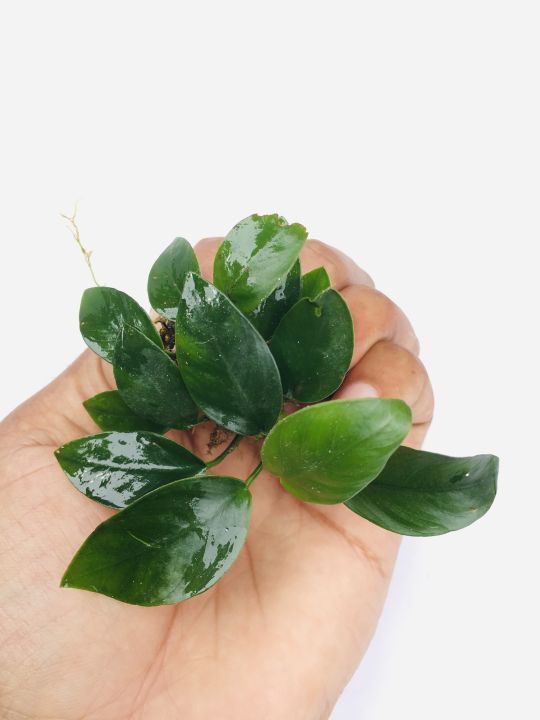 Anubias%20Nana/Medium%20size/Live%20aquatic%20plant/real%20plant/Aquascaping/Tank%20decoration%20-%20Image%207
