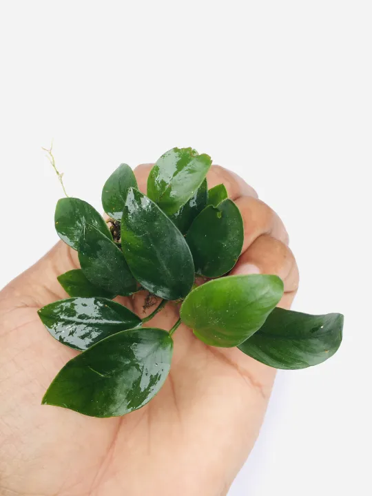Anubias%20Nana/Medium%20size/Live%20aquatic%20plant/real%20plant/Aquascaping/Tank%20decoration%20-%20Image%207