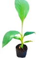 AMBUN Banana Plants. 