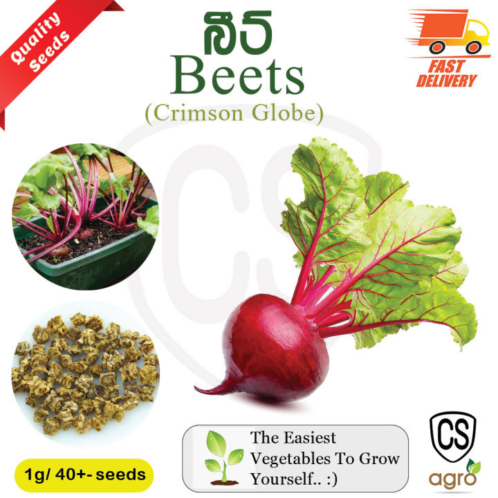 Beet Roots Seeds Gardening Agriculture Home Crimson Globe Beet Vegetable