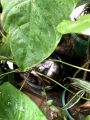 Cal-Plus : Organic Calcium Fertilizer (100% eggshells). 